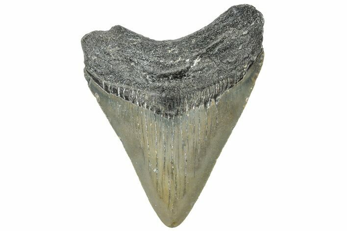 Juvenile Megalodon Tooth - North Carolina #308594